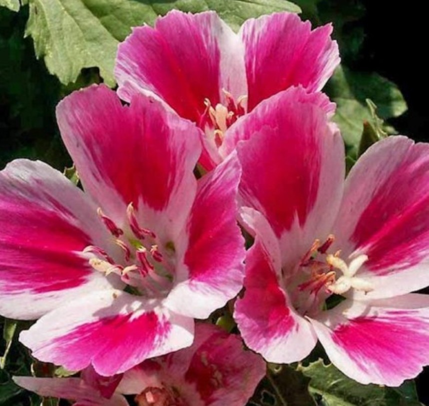 750+ Farewell to Spring Seeds **Fresh Seeds** ~~Free Shipping~~ gallery