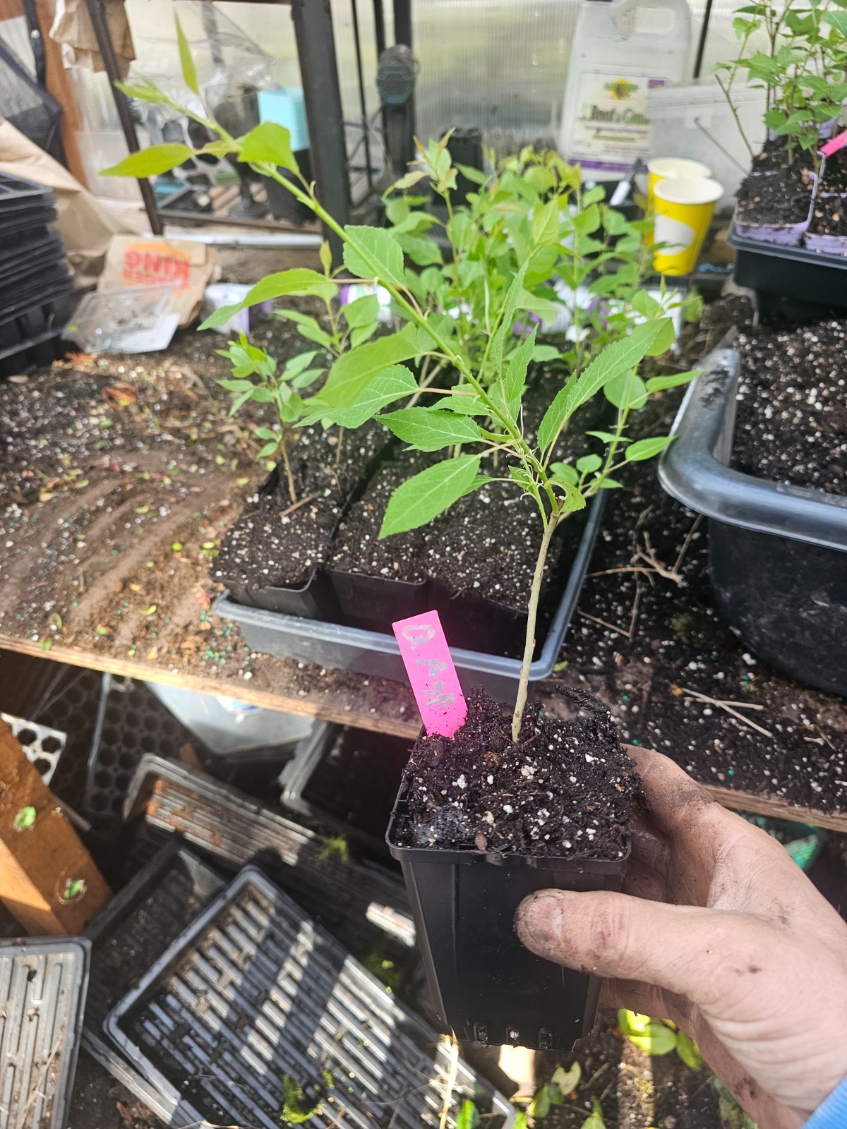 one medium quaking aspen tree, growing in 4" pot live gallery