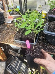 one medium quaking aspen tree, growing in 4″ pot live