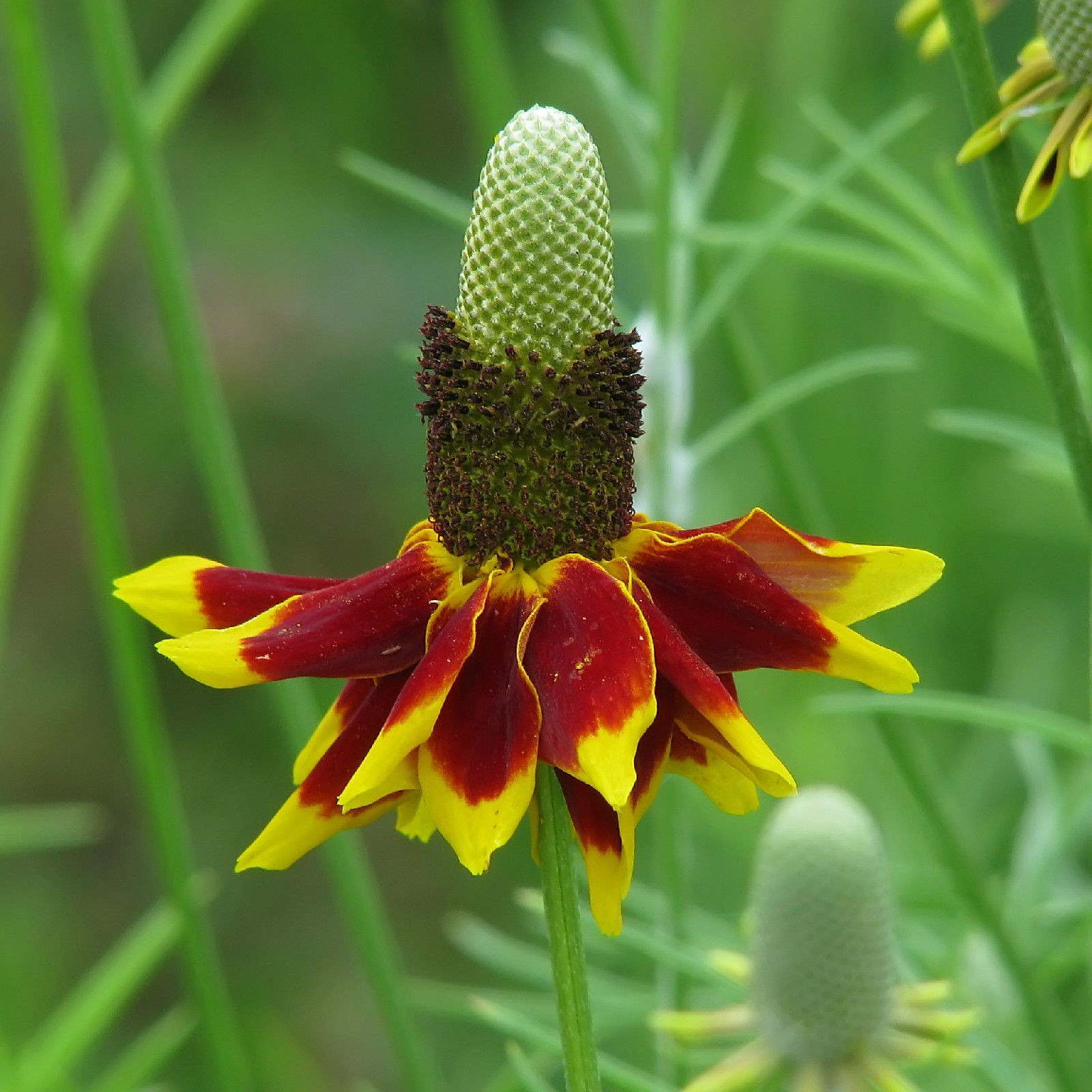 400 SEEDS - mexican hat GREAT CUT FLOWER! GroCo USA - BUY ANY 15 - FREE SHIPPING gallery