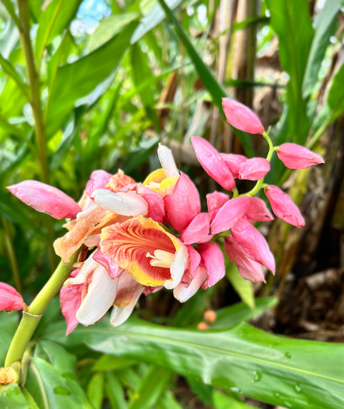 2 Pink Perfection Shell Ginger rhizomes, Alpinia hainanensis, Free Shipping! gallery