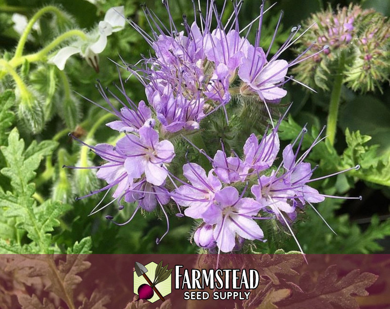 4,200+ Lacy Phacelia Seeds | Native Flower Gardening, Phacelia tanacetifolia gallery