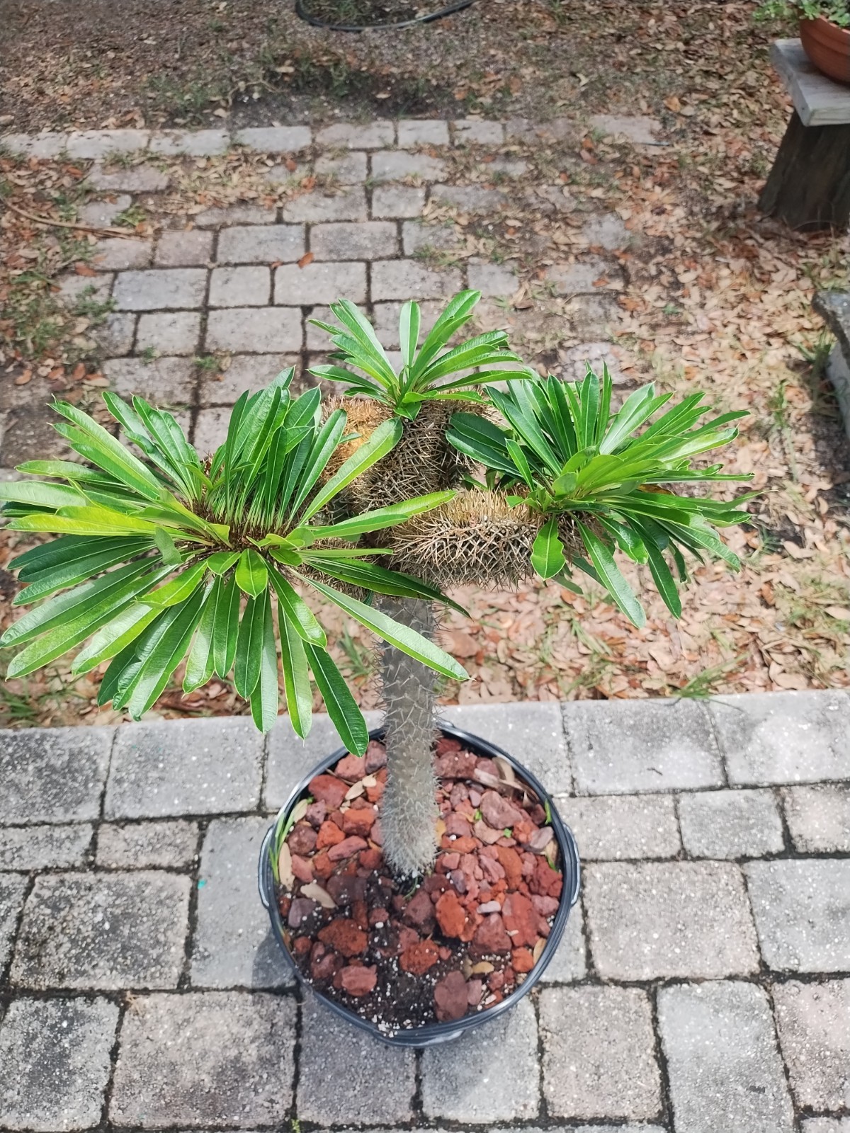 Crested Madagascar Palm, Pachypodium lamerei Rare Succulent 40 Inches Tall #1 gallery