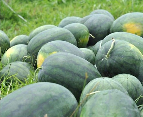 Florida Giant Watermelon Seeds - 25 Seeds gallery