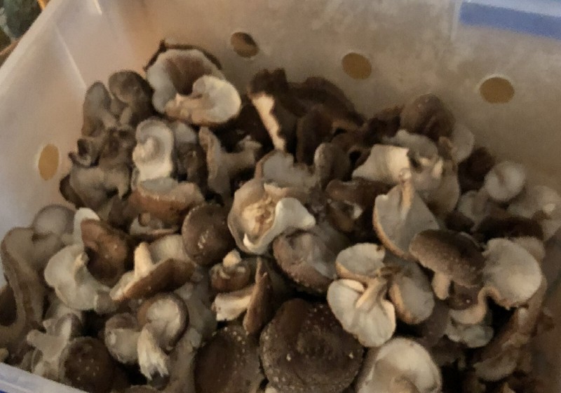 Shiitake Mushroom Plug Spawn 100x & drill bit/wax combo pack - FREE USA shipping gallery