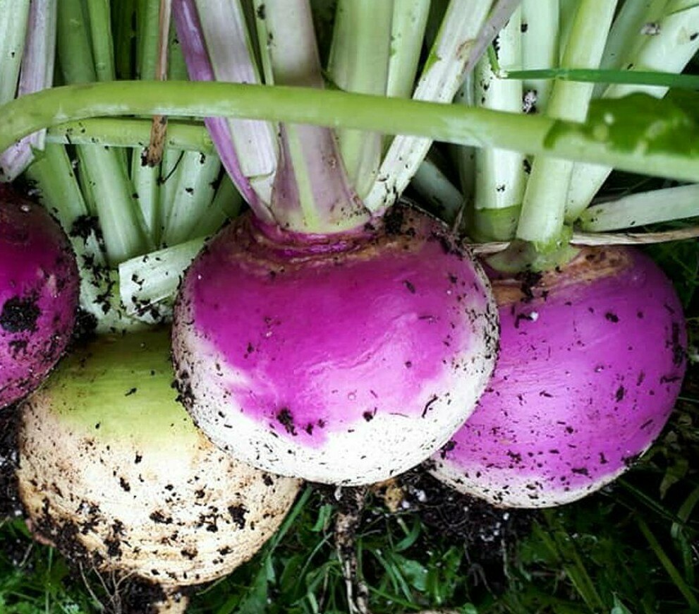 PURPLE TOP TURNIP SEEDS 1000+ VEGETABLE garden Culinary SOUP stew FREE SHIPPING gallery