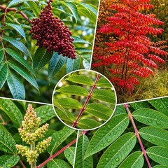 3000 Winged Sumac Tree Seeds Rhus copallinum – Fall Color & Wildlife – Zones 4-9