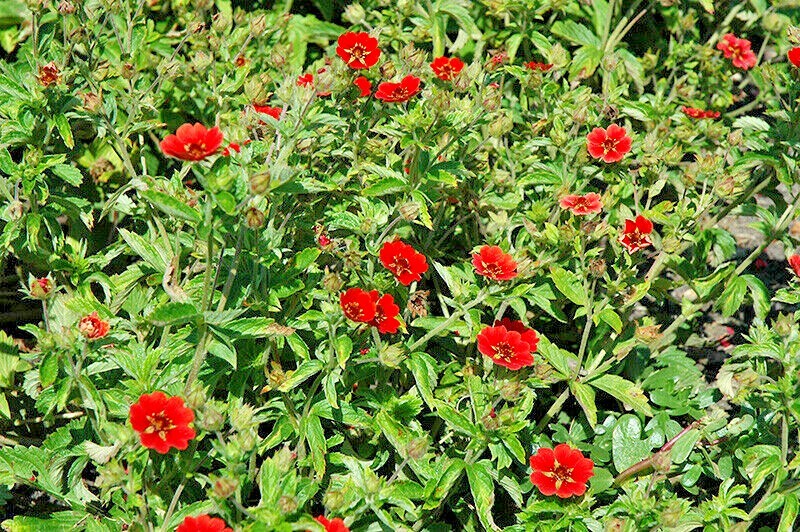 101+PONTENTILLA SCARLET CINQUEFOIL Seed Native Perennial Compact Flowering Shrub gallery