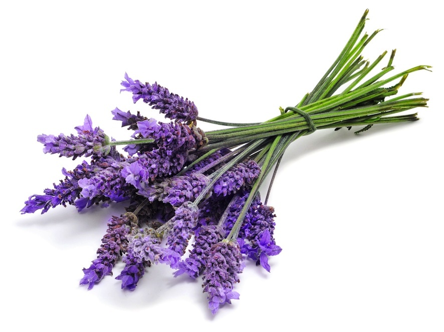Lavender Tea - 1 oz - "ULTRA" grade French Loose Buds, Wild Crafted from France gallery