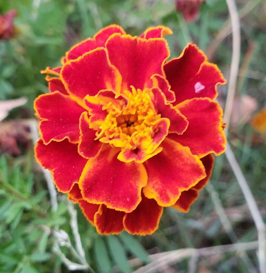 Sparky Mix Dwarf Marigold (200+ seeds) - drought tolerant and easy to grow! gallery