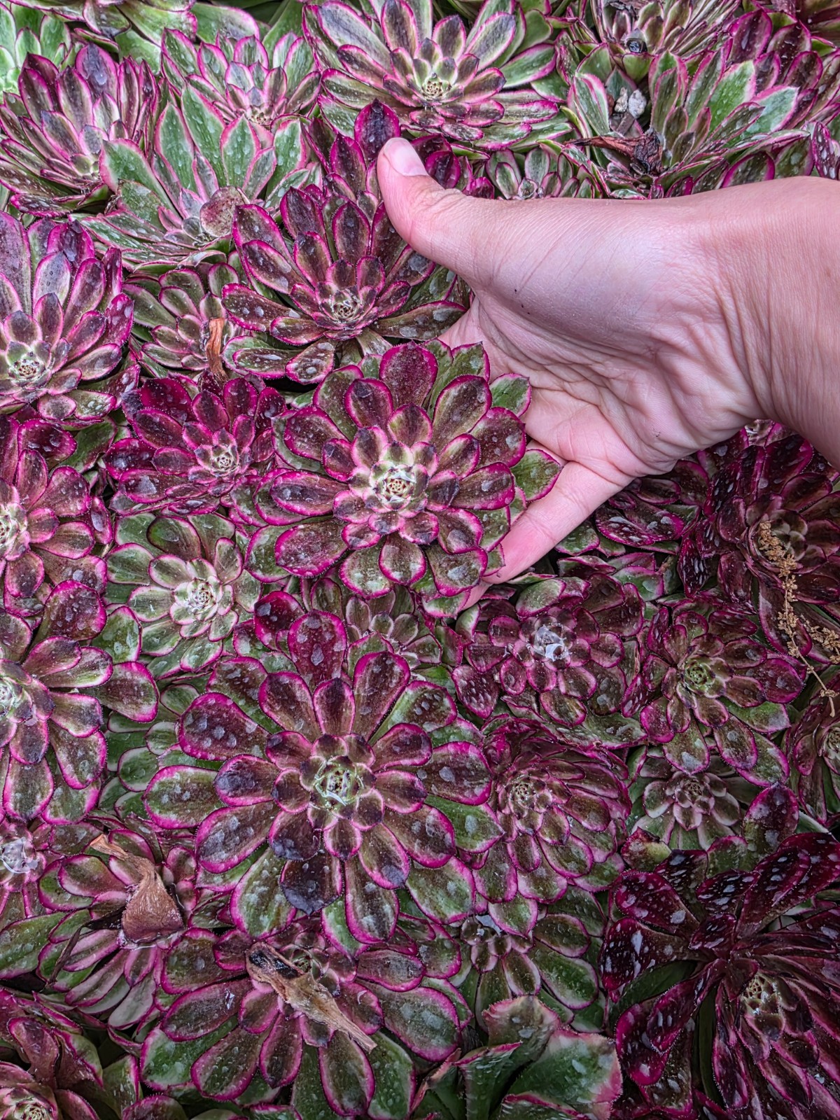 Imported Ink printing succulent 1pc gallery