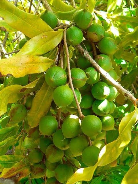 Macadamia Nuts Seedss 20 pcs (Macadamia integrifolia) King of Nuts gallery