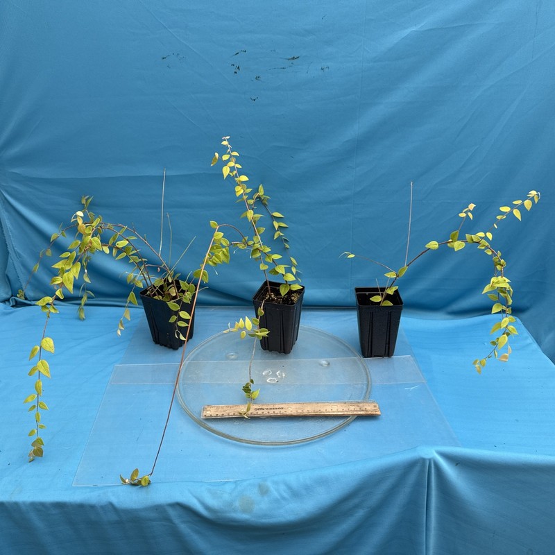 Sphyrospermum ellipticum Newly Established Large Neotropical Ericaceae 4.5” Pot gallery