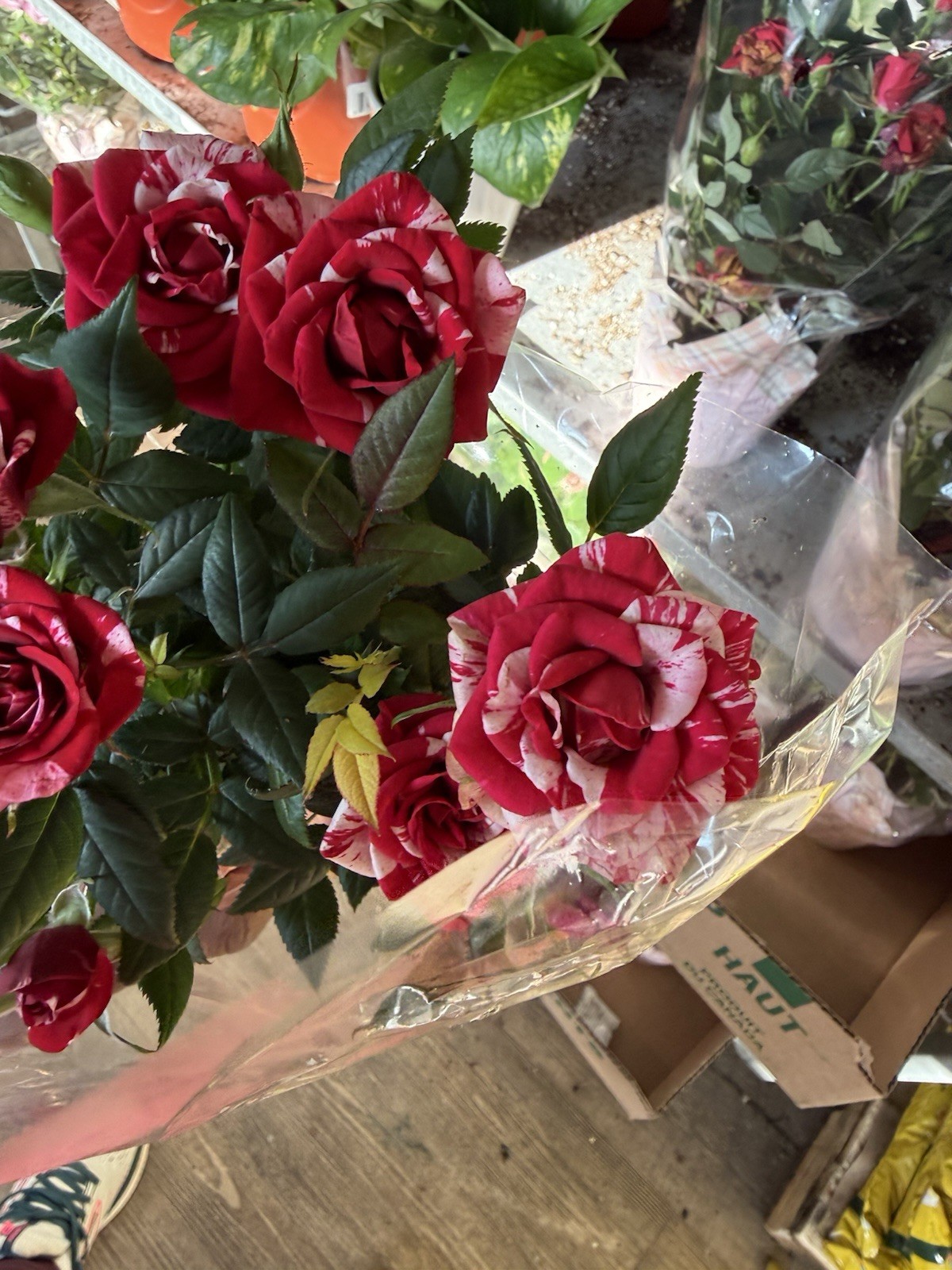 Mini Rose Plant Red and Pink gallery