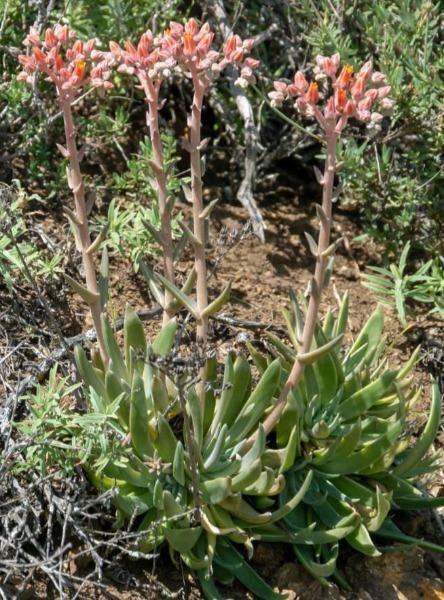 Dudleya lanceolata | Lanceleaf Liveforever | 20 Seeds gallery