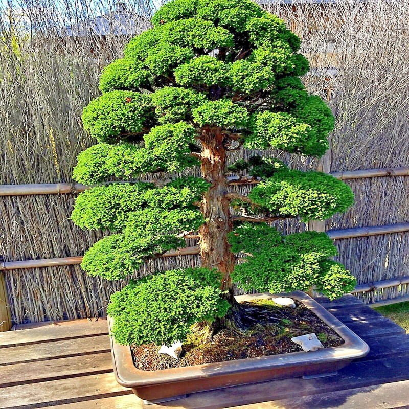 Japanese Red Cedar Tree Seeds (Cryptomeria japonica) Sugi Evergreen or Bonsai gallery