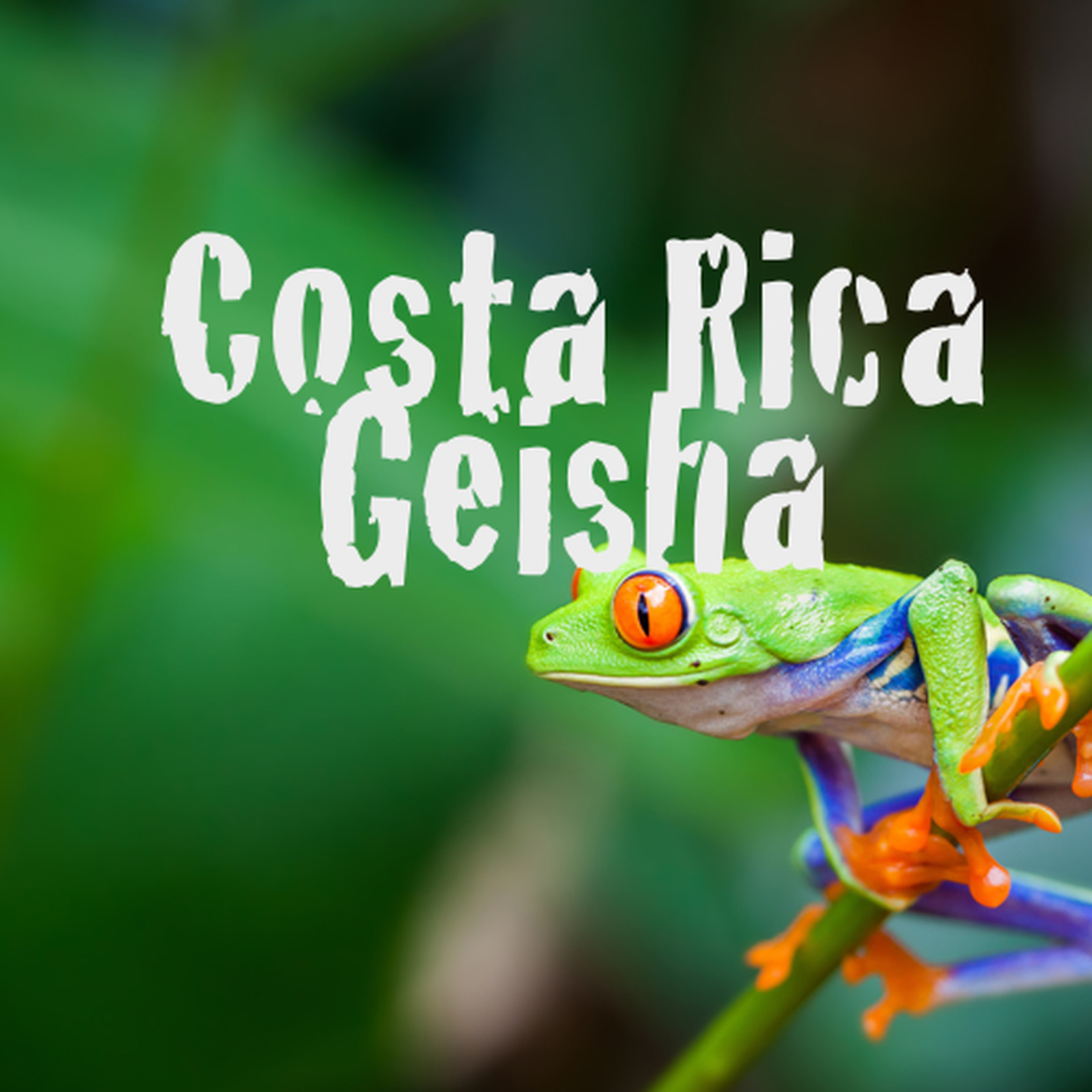 Costa Rican Geisha Reserve Coffee Beans Medium Roasted 6 Pounds In 1 Pound Bags gallery