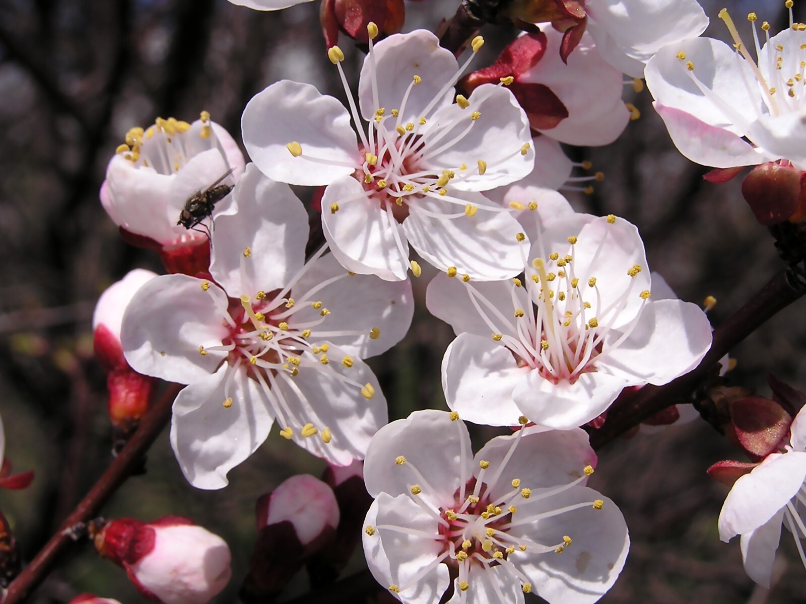 Apricot, Prunus armeniaca, Tree Seeds (Fast, Hardy, Edible, Showy, Fall Color) gallery