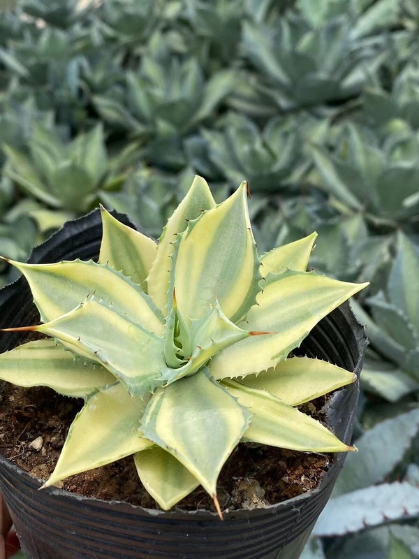 Yellow Agave potatorum var variegated potatorum 'Kisshou-kan-nishiki' 10-13CM gallery