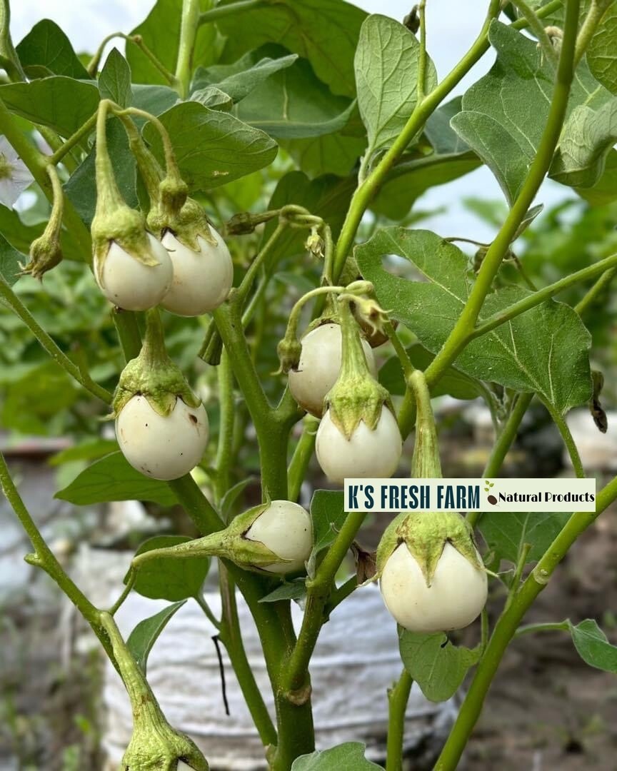 100+PCS WHITE ROUND EGGPLANT SEEDS, CÀ PHÁO TRẮNG gallery
