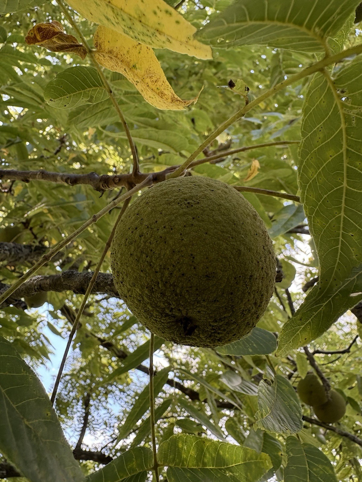 20 Lbs Black Walnuts hulled, in shell fresh harvest 2025, TN Non GMO, ORGANIC gallery