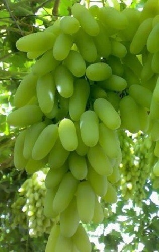 GRAPE "LADYFINGERS WHTIE" 3 grape vines cuttings gallery