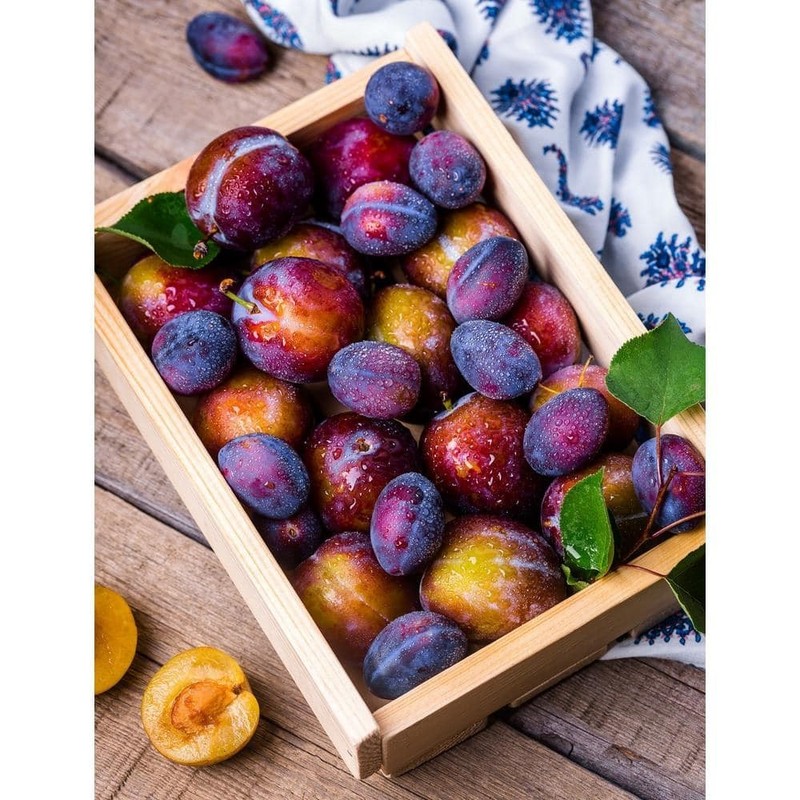 Dwarf Italian Plum Tree Bare Root gallery