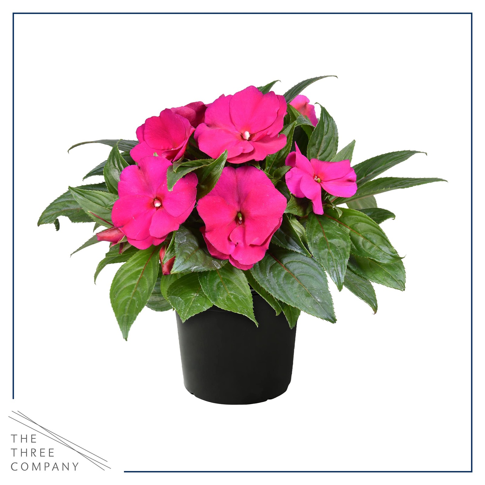 Live Flowering New Guinea Impatiens - Shades of Pink (3 Plants Per Pack) - Be... gallery