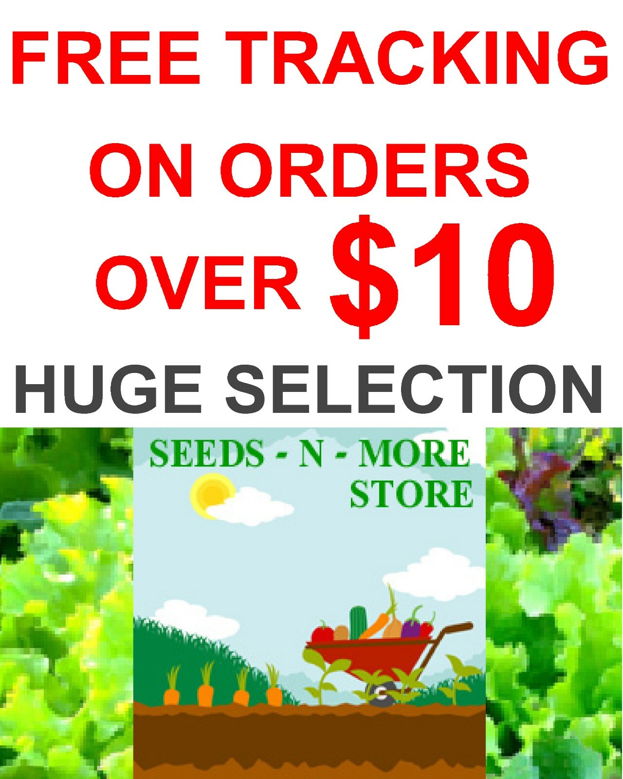 400+ PARSLEY ITALIAN PLAIN LEAF - FRESH SEEDS FRESH HARVEST FOR 2024 GARDENS gallery