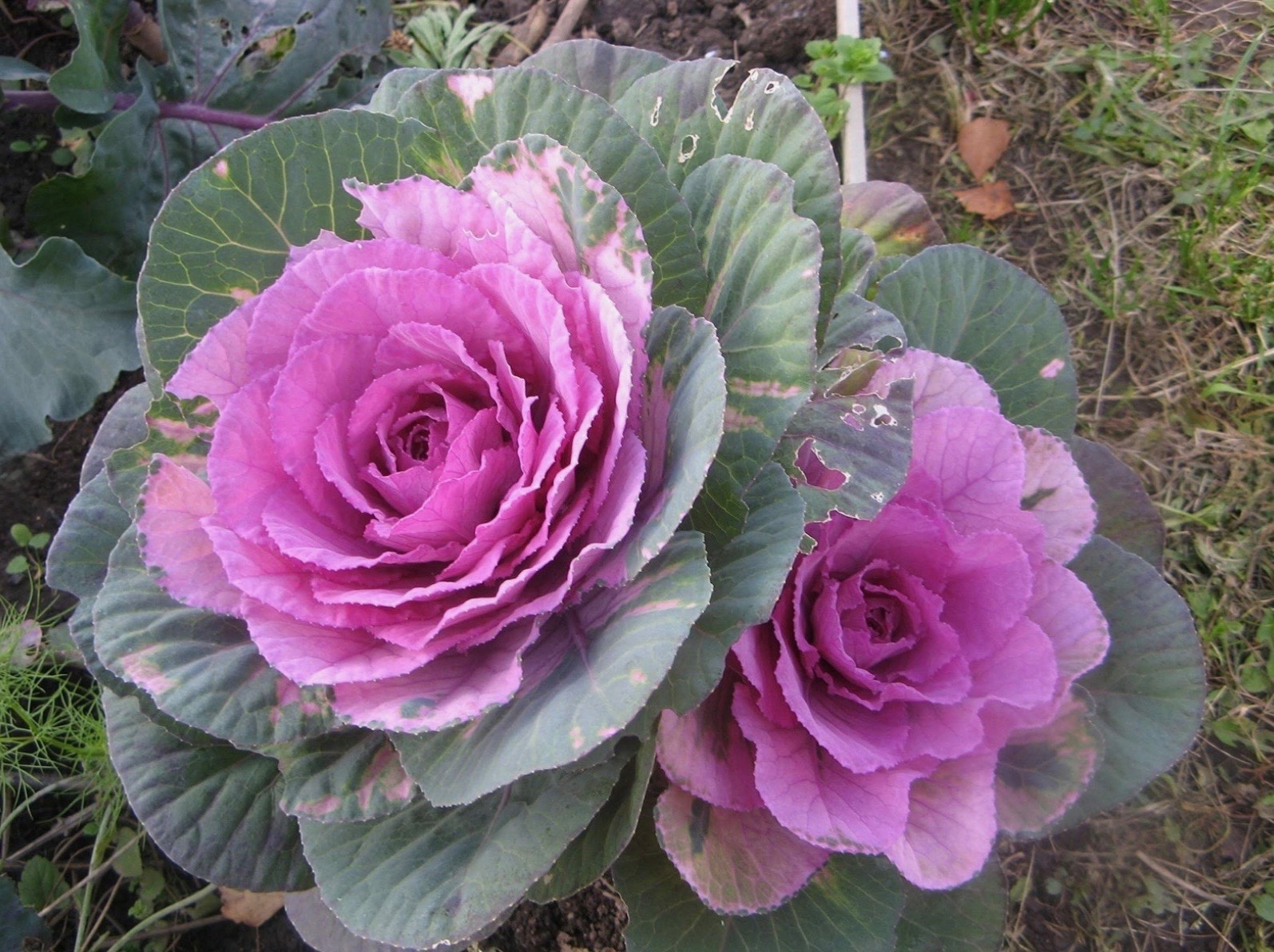 Mixed Ornamental Cabbage/Kale Seeds Smooth Round-Leaf Osaka Pink Fresh 2026 🇺🇸 gallery