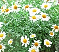 2000+Common German Chamomile Seeds Tea Chamomile Wild Chamomile Annual Herb USA