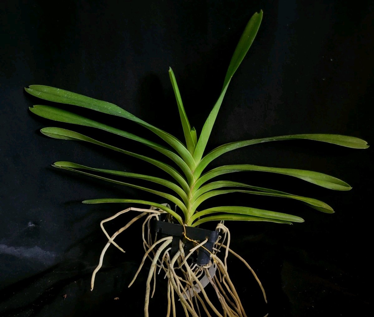 Vanda insignis gallery