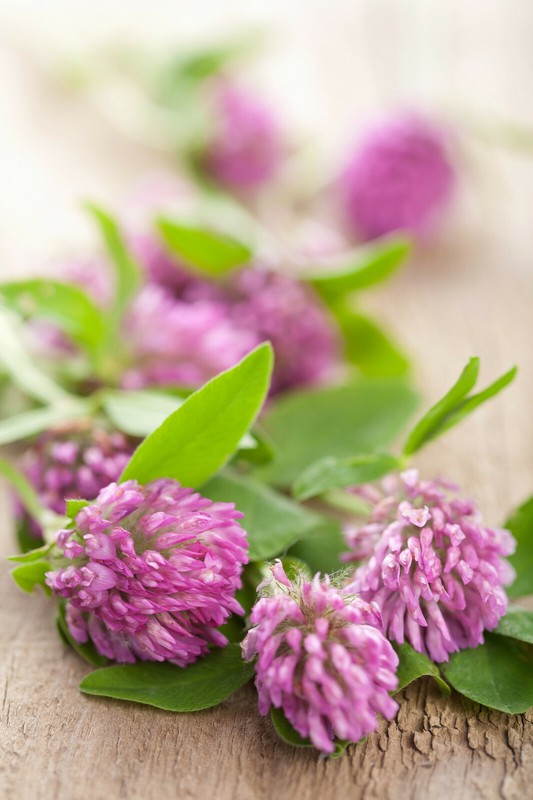3,500+ MEDICINAL SEEDS: Alsike Pink Clover Herb Flower EASY, BULK, FREE SHIPPING gallery