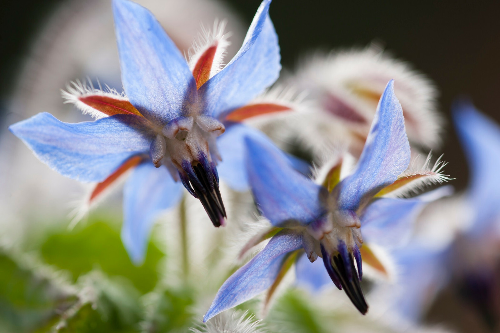Borage Flower Seeds 75+ (Borago Officinalis) | A Medicinal Herb & Edible Flower gallery