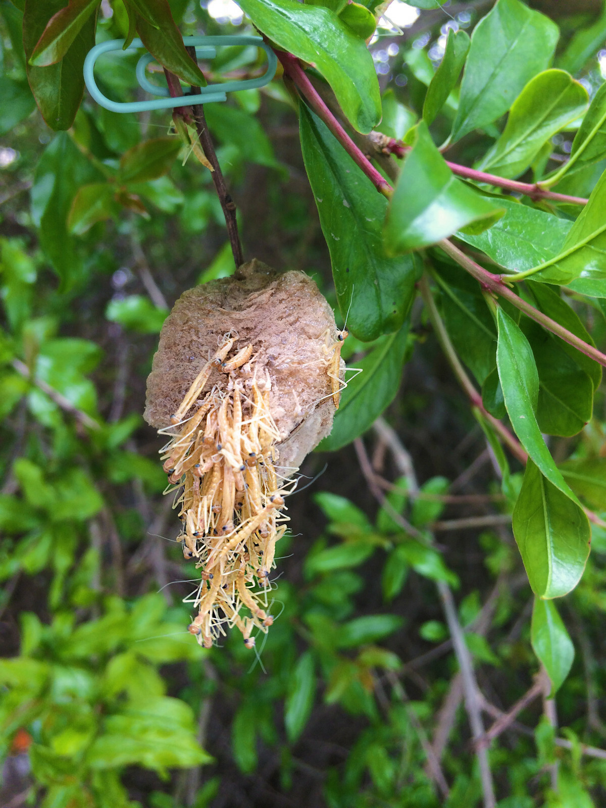 Praying Mantis Egg Case With Hatching Habitat Cup- 2 Praying Mantids Egg Cases gallery