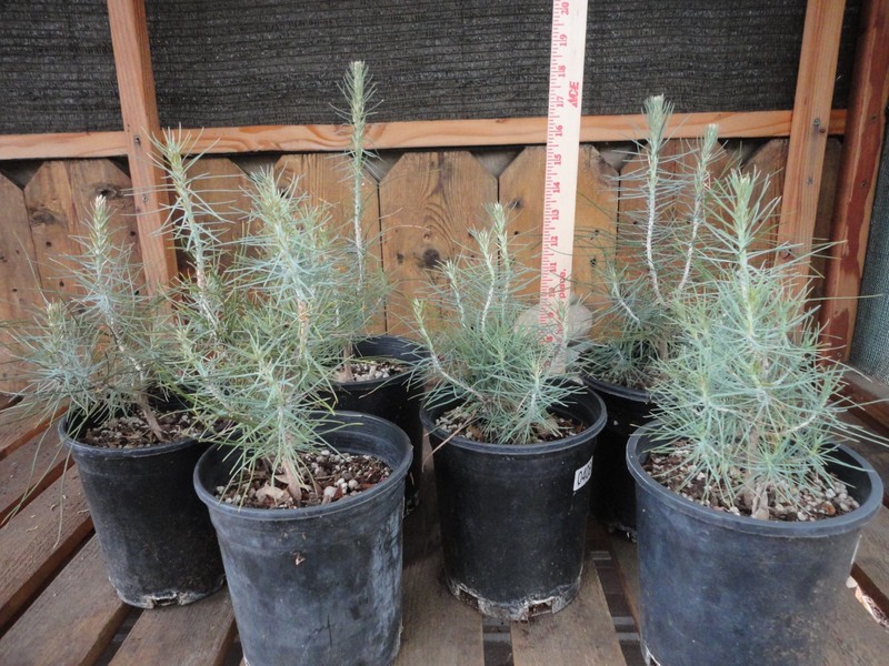Digger Pine/Gray Pine/ Ghost Pine - Pre-Bonsai 4 year old Trees *Growers Choice* gallery