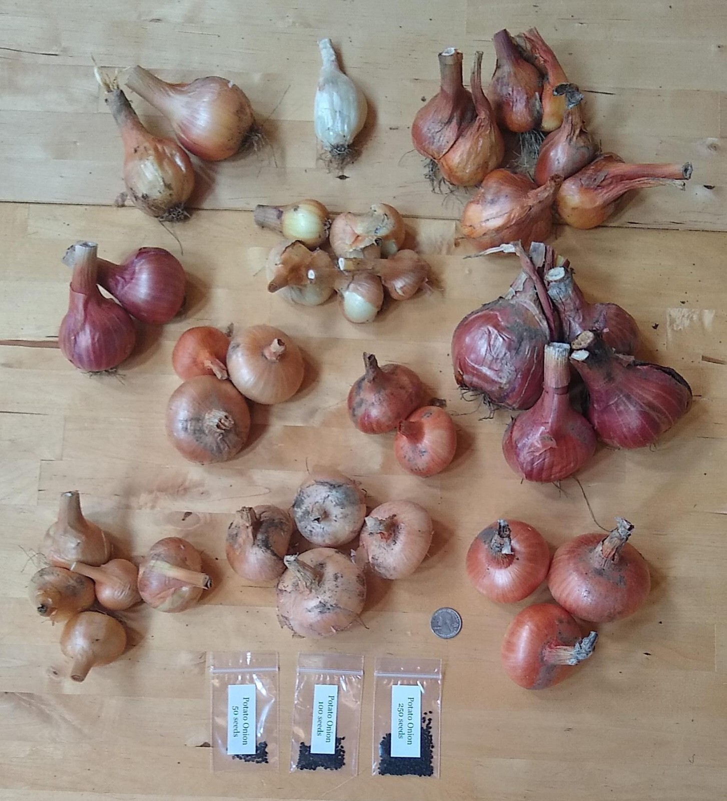 Potato Onion seeds ~ Open Pollinated Heirloom Multiplier Onions gallery
