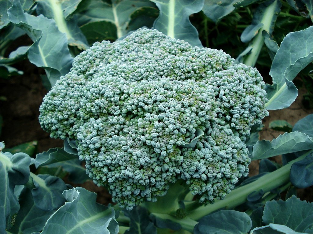 Broccoli De Cicco Seeds, Cruciferous, NON-GMO, Variety Sizes, FREE SHIPPING gallery