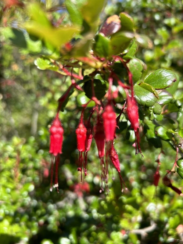 Fuchsia-Flowered Gooseberry, Ribes Speciosum - 15 Seeds 2024 - USA gallery