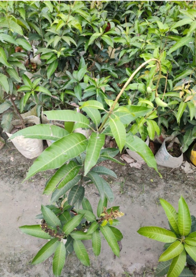 1 Miyazaki Mango Plants Grafting 20 Inch Length Planting Supreme Quality gallery