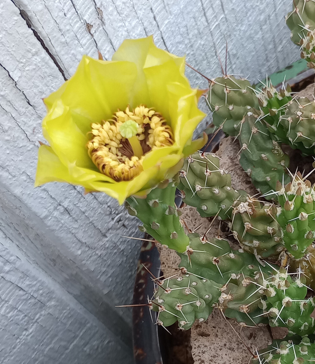 Grusonia bulbispina Rare Durango, Zacatecas Mat Forming Cactus 4 Cuttings gallery