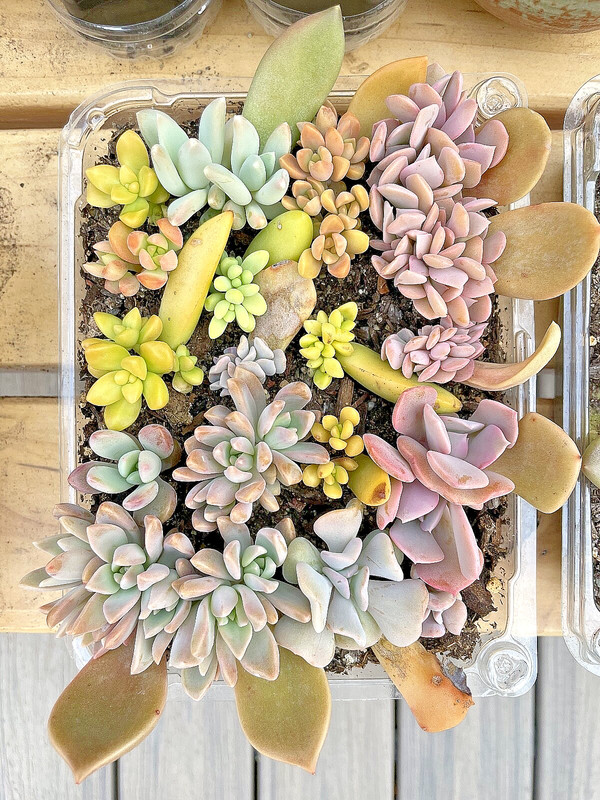 20 Succulent Leaves Starter Kit Assorted Varieties Easy Propagation for Beginner gallery
