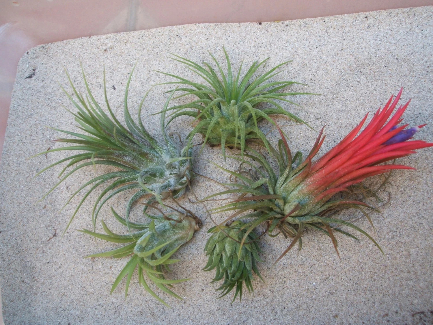 5 Pack Assorted Ionantha Color Changing Air Plants gallery