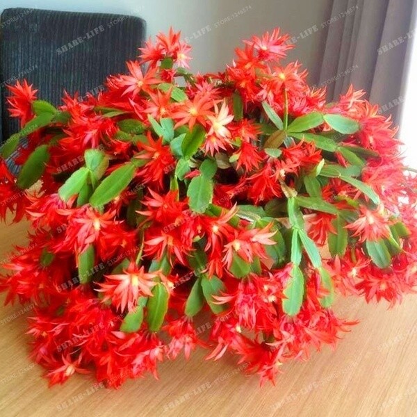 Unique Flowers gallery