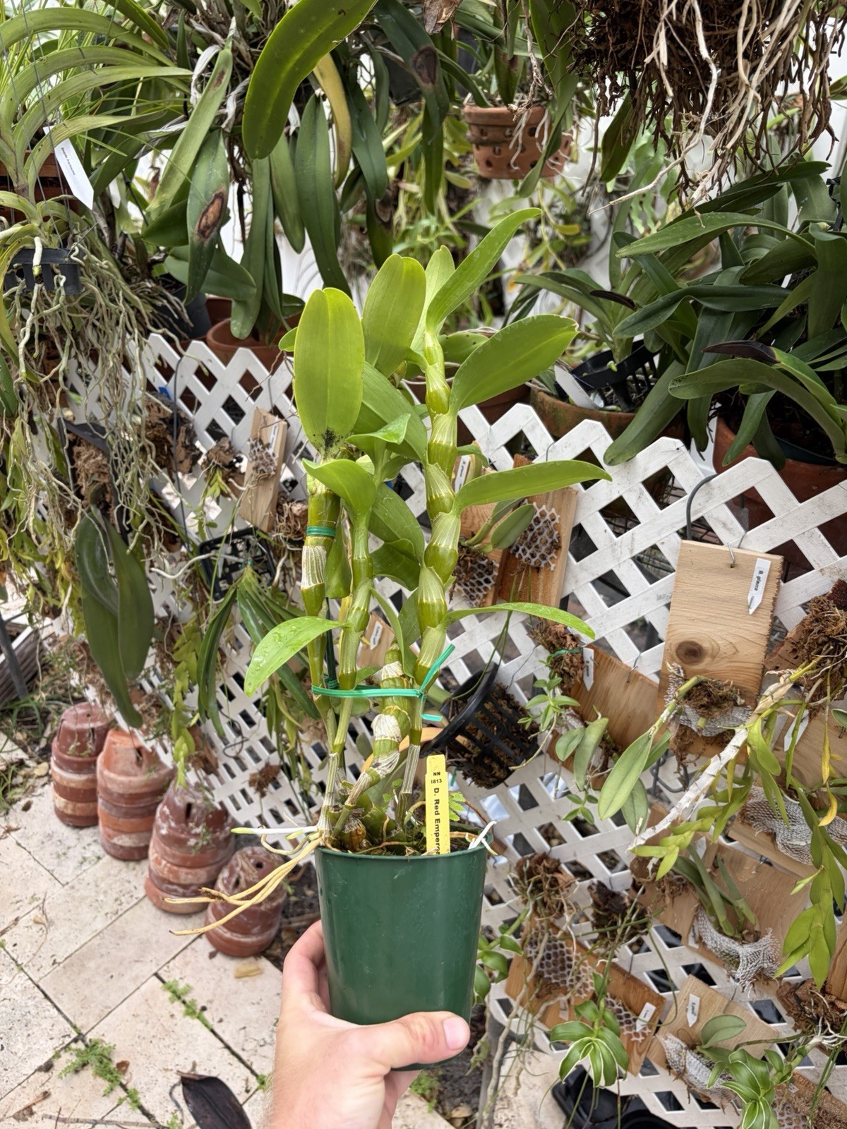 Dendrobium Red Emperor 'Prince' Nobile Type Den. 4” Orchid Plant gallery
