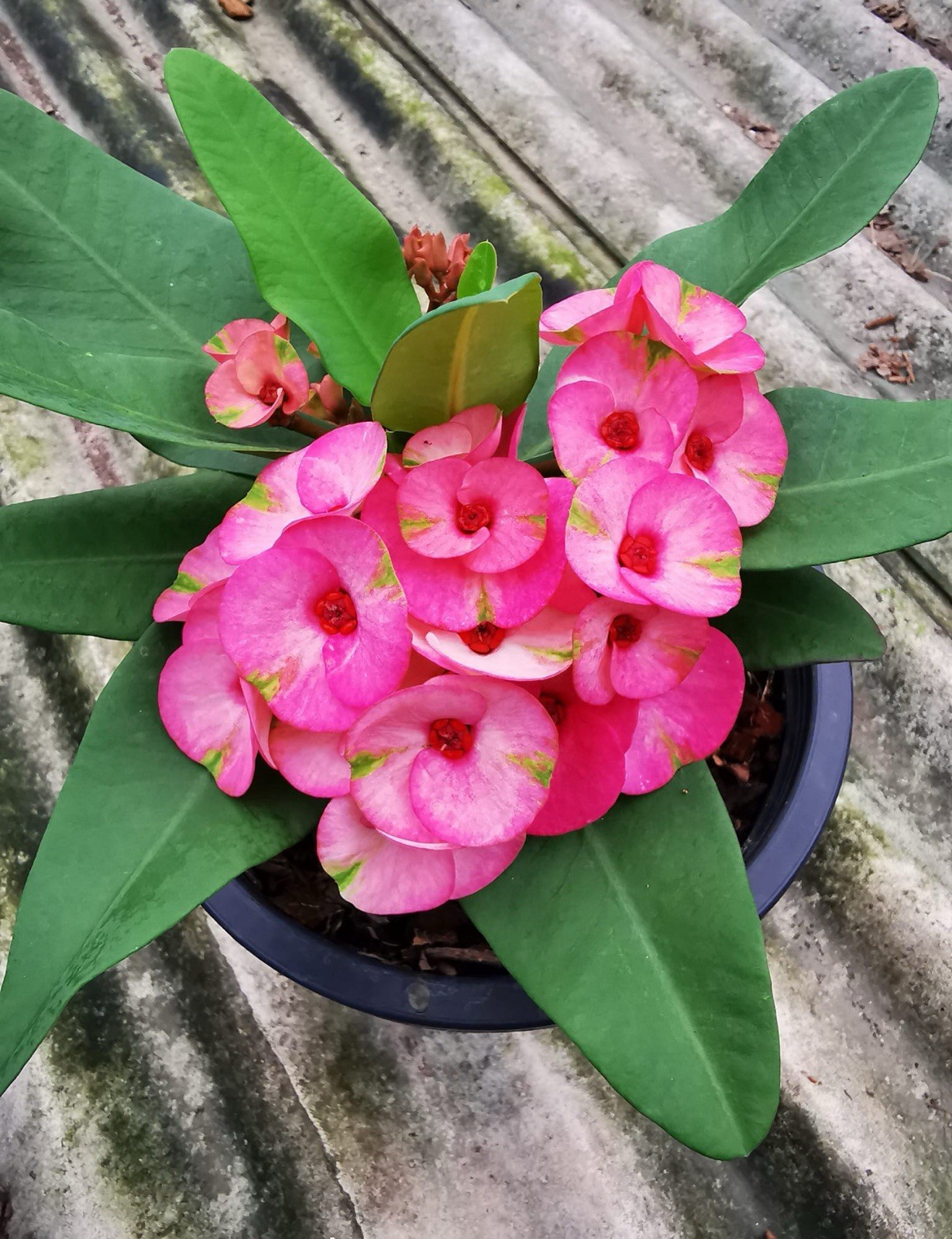 **SIAM RUBY**Crown Of Thorns-Euphorbia Milii*CHRIST PLANT*SMALL STARTER PLANT gallery