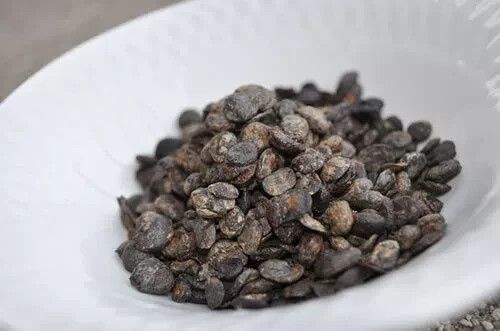 Locust Beans/Iru/Ugba/Carob bean/Dawa dawa - Dry 16 OZ/ 1 Pound size (1 LBS) gallery