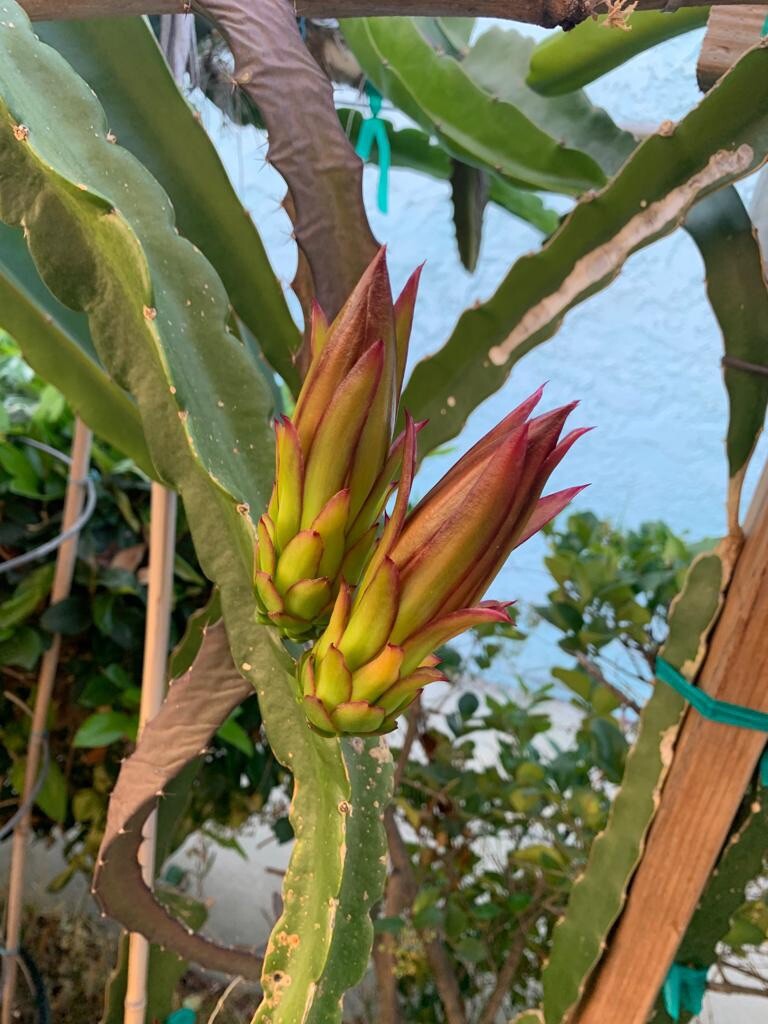 DRAGON FRUIT CUTTING 10-14 Inches Check Description gallery