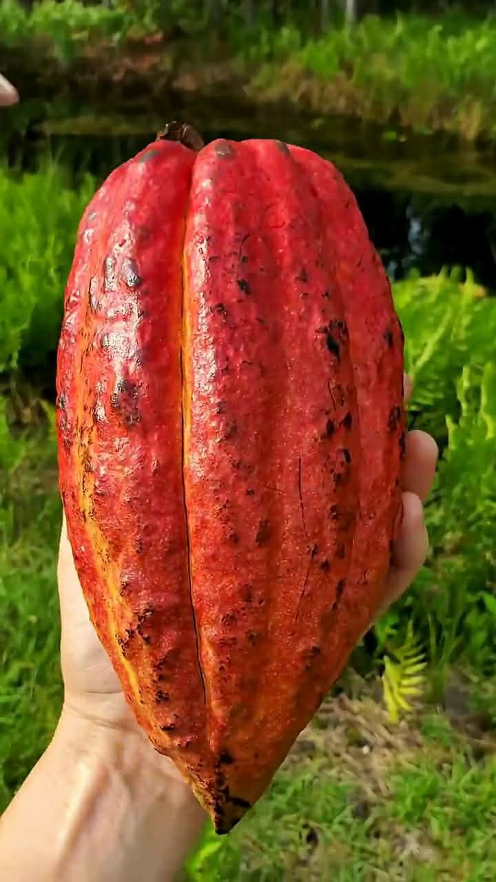 2x Trinitario Cacao Plants – Well-Rooted | Beyond Organic gallery