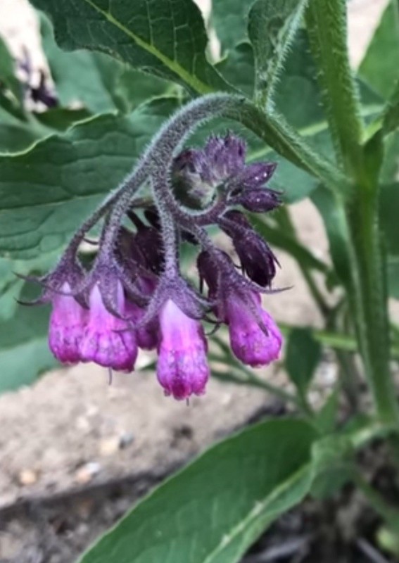 Comfrey Bocking 14, (2) two Established Root Cutting.Shipped Bare Root READ gallery